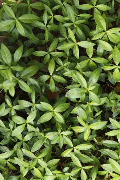 Grüne Pflanze Blätter Hintergrund Textur — Stockfoto