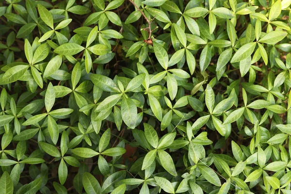 Grüne Pflanze Blätter Hintergrund Textur — Stockfoto