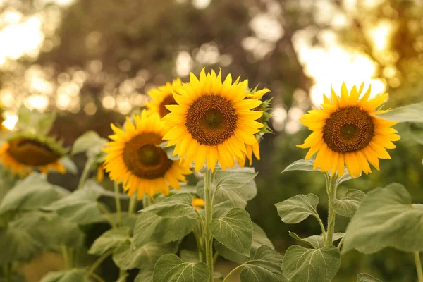 Beautiful Sunflower Field Sunny Day — Stock Photo, Image