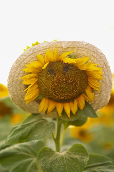 Sonnenblume Mit Gesicht Strohhut Auf Dem Feld — Stockfoto