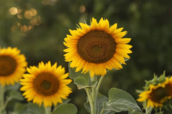 Beau Tournesol Sur Fond Champ — Photo