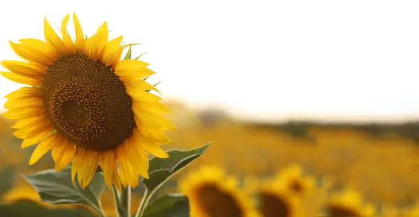 Beau Tournesol Dans Champ Par Une Journée Ensoleillée — Photo