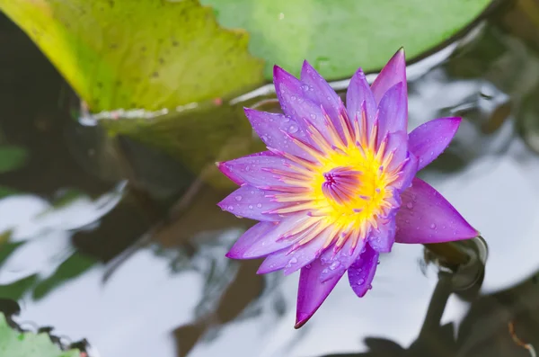 Bliska strzał fiołek lotus wody kwiat — Zdjęcie stockowe