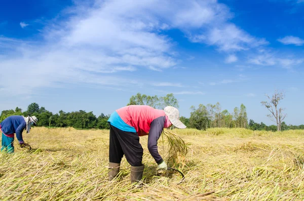 Thajské zemědělci sklizeň rýže v oblasti hospodářství rýže — Stock fotografie