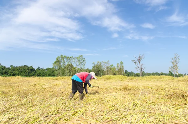 Thajské zemědělci sklizeň rýže v oblasti hospodářství rýže — Stock fotografie