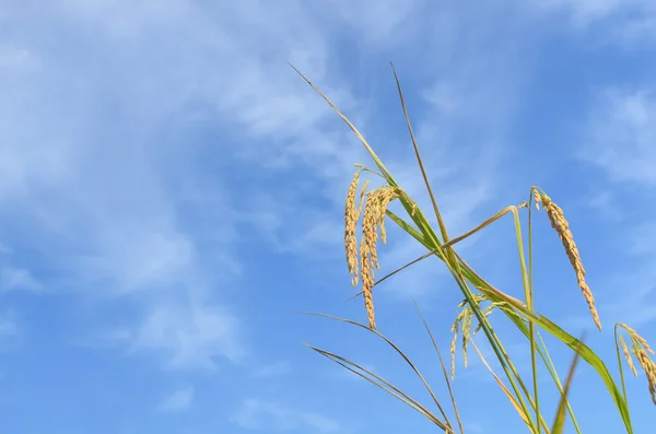 Close up ripe rice on blue sky background with copy space — Stock Photo, Image