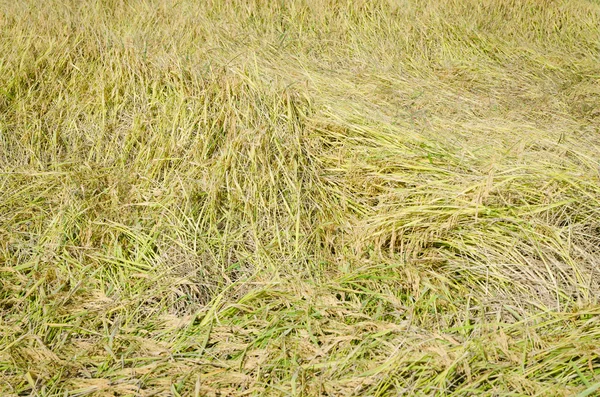 Leaning tilt rice field nature background — Stock Photo, Image