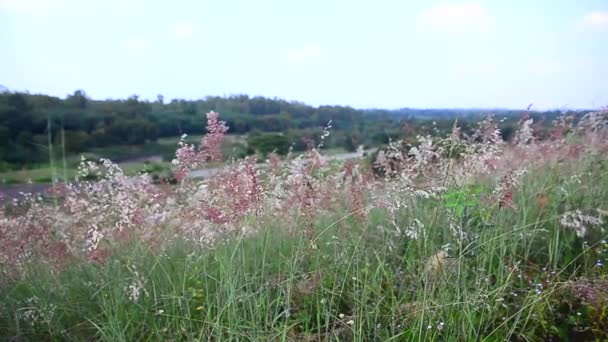 Herbe mouvante venteuse et prairie de fleurs et colline HD 1920 x 1080 — Video