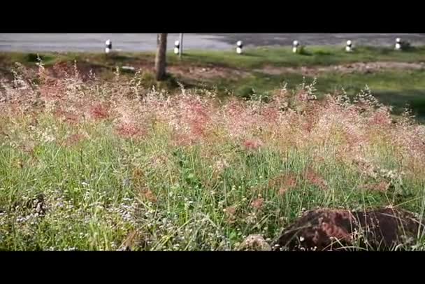 Herbe mouvante venteuse et prairie de fleurs et colline HD 1920 x 1080 — Video