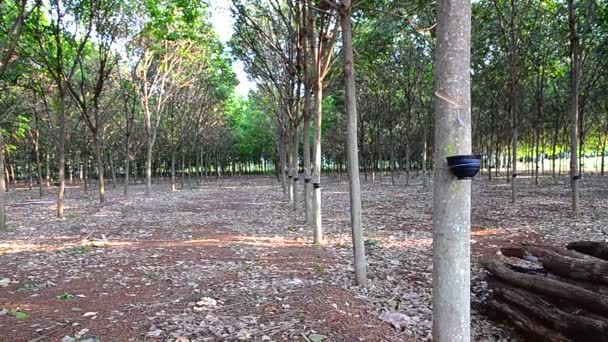 Árbol deslizante Dolly de plantaciones de caucho — Vídeos de Stock