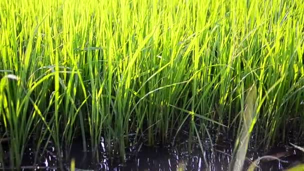 Dolly suwak strzał z bliska i powiększyć zielony świeży ryżu w farmie Tajlandia — Wideo stockowe