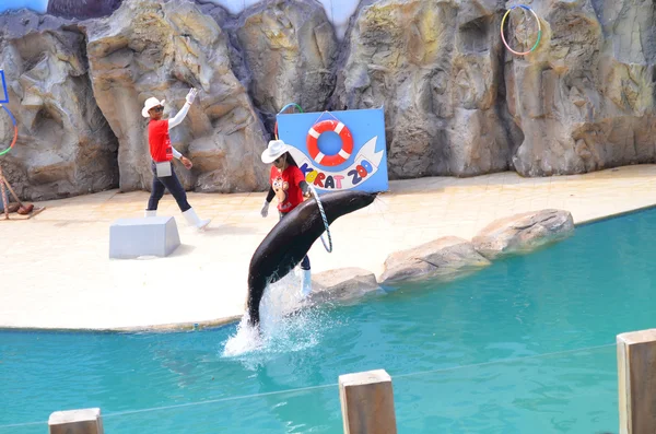 NAKHON RATCHASIMA THAILAND : 2016 MAY 07 The show of seals In Na — Stock Photo, Image