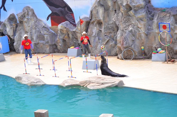 NAKHON RATCHASIMA THAILAND : 2016 MAY 08 The show of seals In Na — Stock Photo, Image