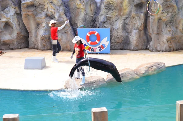 NAKHON RATCHASIMA THAILAND : 2016 MAY 07 The show of seals In Na — Stock Photo, Image