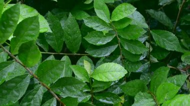 Dolly kaydırıcı yakınlaştırma nauture yeşil yaprak ve yağmur 