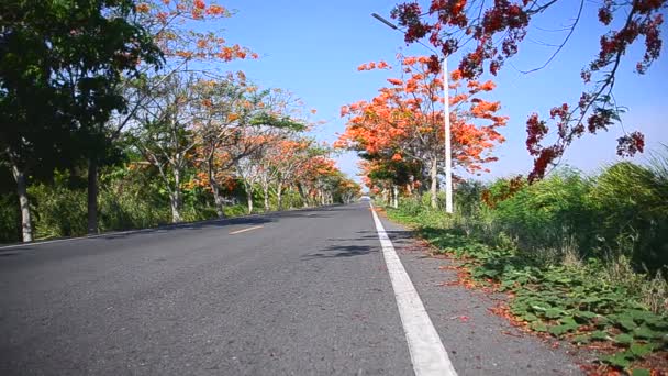 Slide dolly tiro naranja flor árbol lado de la carretera — Vídeos de Stock