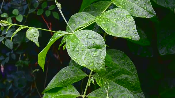 Dolly reglaget och närbild zoom i skott våta blad av regndroppe och vatten på blad — Stockvideo