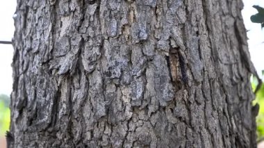 Dolly shot portakal çiçeği ağaç yol kenarında slayt