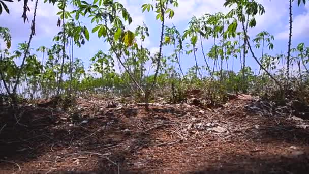 Dolly slider pertanian singkong alam di Thailand — Stok Video