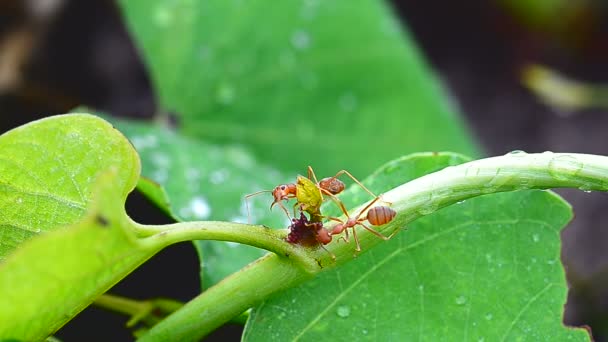 Крупный план красного муравья движущегося по зеленому растению — стоковое видео
