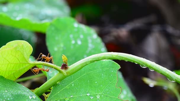 Κοντινό πλάνο της κόκκινο μυρμήγκι Προχωρώντας πράσινο φυτό — Αρχείο Βίντεο