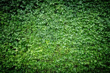 Yeşil yaprak taze doğa arka plan