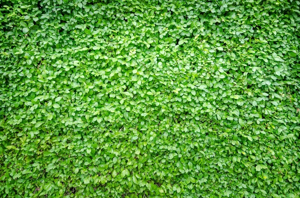 Grünes Blatt frischer Natur Hintergrund — Stockfoto