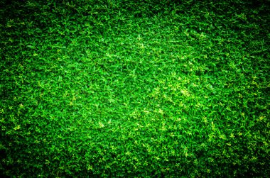 Canlı ve koyu doğa yeşil yaprak arka plan dokusu