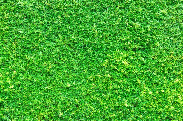 Natureza verde folha fundo textura — Fotografia de Stock