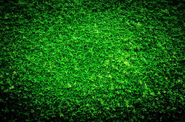 Vivid and dark nature green leaf background texture — Stock Photo, Image