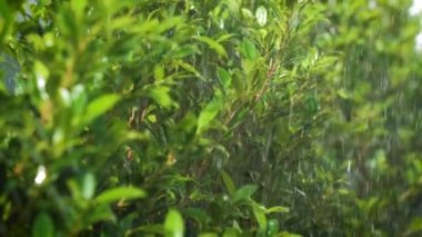 Fıskiyeler taze çim tarlasına su sıçratıyor.