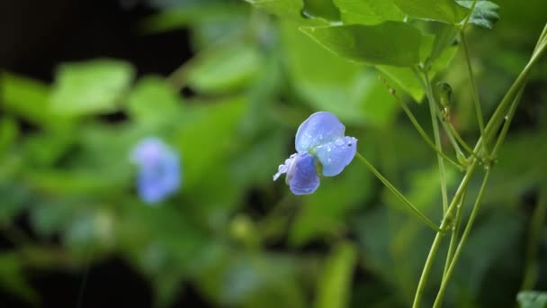 Close Tiro Flor Roxa Com Chuva Caindo — Vídeo de Stock