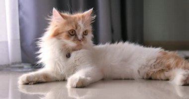 Yakın çekim Pers kedisi çömeliyor ve gözlerini kırpıyor, seçici odak derinliği alan derinliği