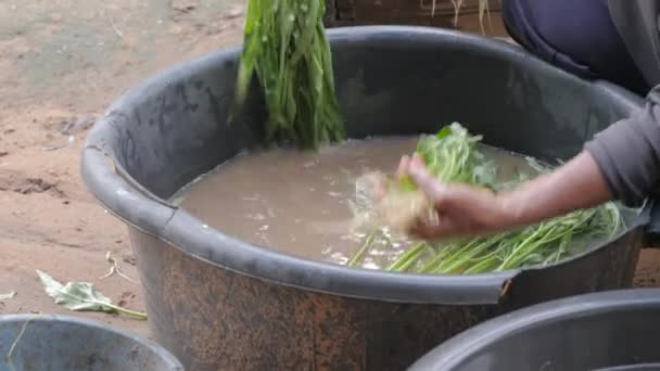 近距离拍摄一位女农民正在收获新鲜而自然的晨光蔬菜 为清洁食品 有机自给自制 选择重点浅浅的田野深度 — 图库视频影像