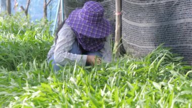 Yakın çekim bir dişi çiftçi taze ve doğal sebzeleri topluyor, temiz gıdalar organik ve ev yapımı, seçici sığ alan derinliği