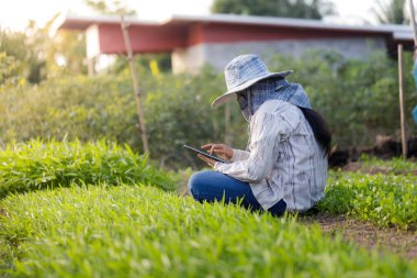 Taylandlı çiftçi, organik ve akıllı çiftçilik kavramı için sabah sebze çiftliğinde tablet bilgisayar kullanarak sığ alan derinliğini seçer.