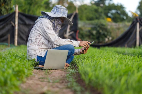Thajský Zemědělec Používající Smartphone Ranní Slavné Zeleninové Farmě Pro Koncept — Stock fotografie