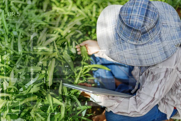 Thajský Zemědělec Používá Notebook Čerstvé Ranní Slávě Zeleninová Farma Ekologické — Stock fotografie