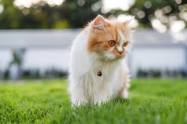 Şirin Pers kedisi yeşil bir çimenlikte yürüyor ve seçici odaklı sığ bir alan derinliği arıyor.
