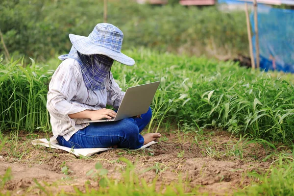 Thai farmer is using a laptop computer in a fresh morning glory vegetable farm, organic healthy food and technology concept, select focus shallow depth of field