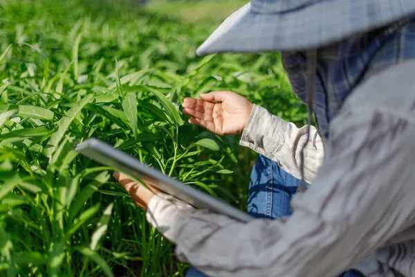 Thajský Zemědělec Používá Tablet Čerstvé Ranní Slávě Zeleninová Farma Ekologické — Stock fotografie