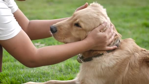 Mains Femme Touchant Tête Chien Golden Retriever Pour Animal Compagnie — Video