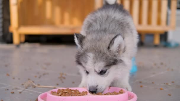 A szibériai husky kutya eszik egy élelmiszer, válassza fókusz sekély mélysége mező