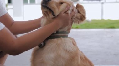 Evcil hayvan ve yaşam tarzı konsepti için Golden Retriever köpeğinin kafasına dokunan kadının elleri, yüzeysel alan derinliğini seçin.