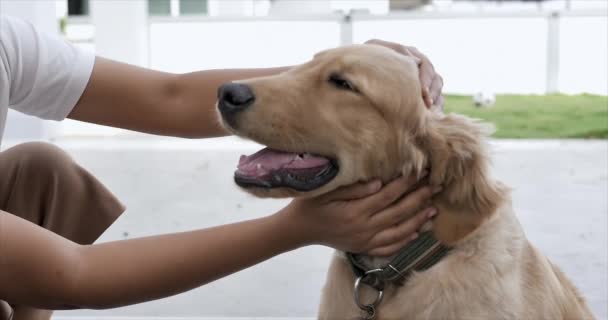 女人的手摸着金毛猎犬的头为宠物和生活方式的概念 选择聚焦浅浅的田野深度 — 图库视频影像