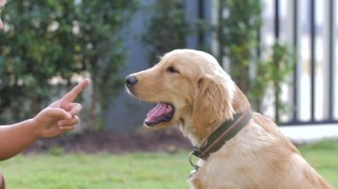 Evcil hayvan ve yaşam tarzı konsepti için Golden Retriever köpeğinin kafasına dokunan kadının elleri, yüzeysel alan derinliğini seçin.
