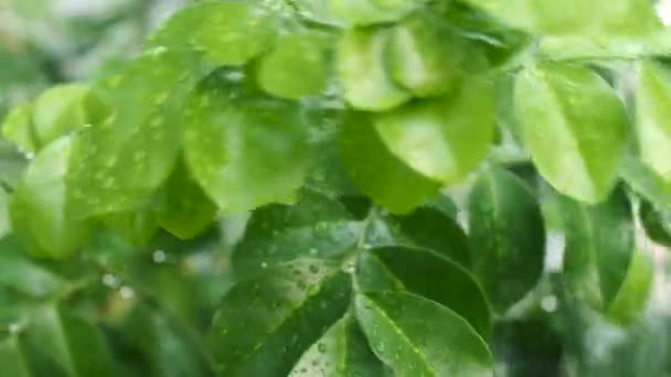 Våt Och Fräsch Växt För Natur Och Miljökoncept — Stockvideo