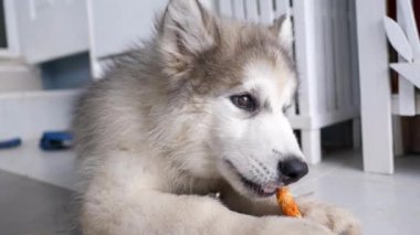 Sibirya Husky köpeği yemek yiyor. Sığ bir alan seçiyor.