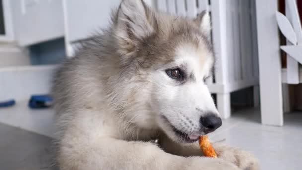 Sibiřský Husky Pes Jíst Jídlo Vyberte Zaměření Mělké Hloubky Pole — Stock video