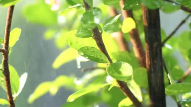 Islak ve taze bitki, doğa ve çevre kavramı için.